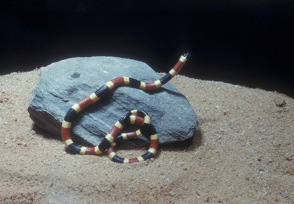 M4 Fig 5 Envenomation Coral snake