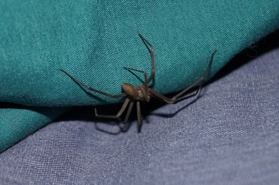 M4 Fig 7 Envenomation Brown recluse spider