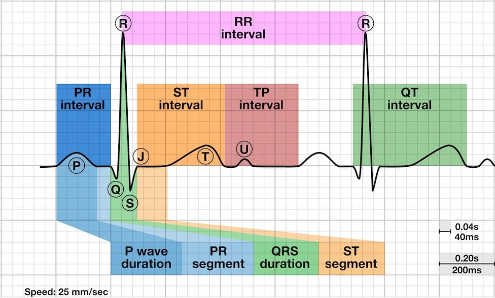 st segment elevation strip