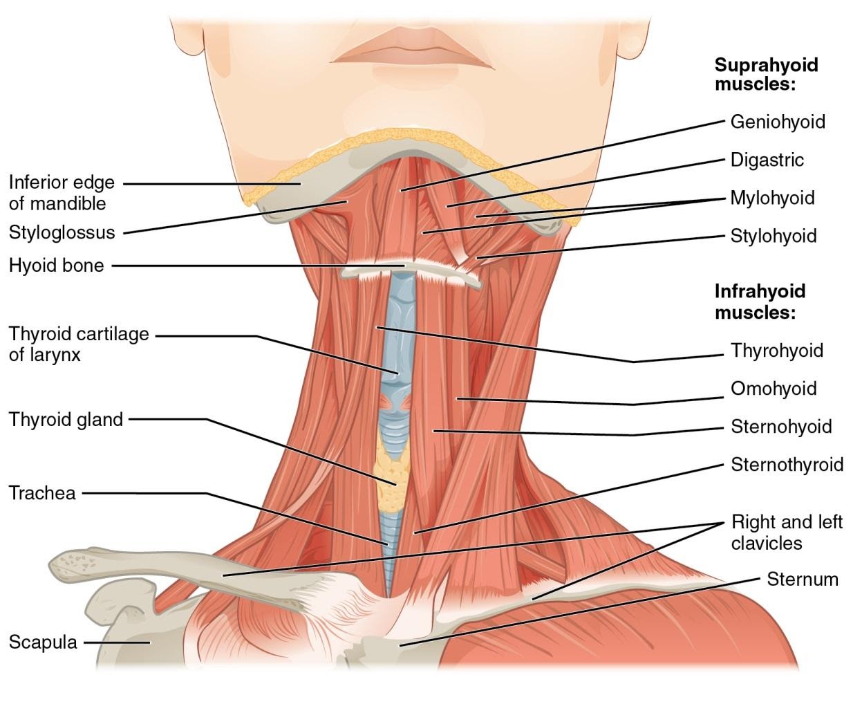 Common Neck Injuries in Sports