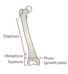 Peds Fig 1 Fractures -bone-anatomy